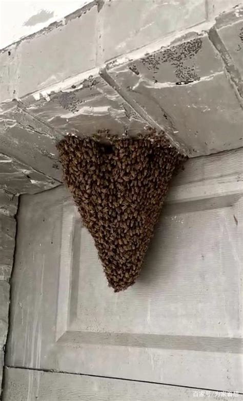 蜜蜂来家好吗 日式擺件